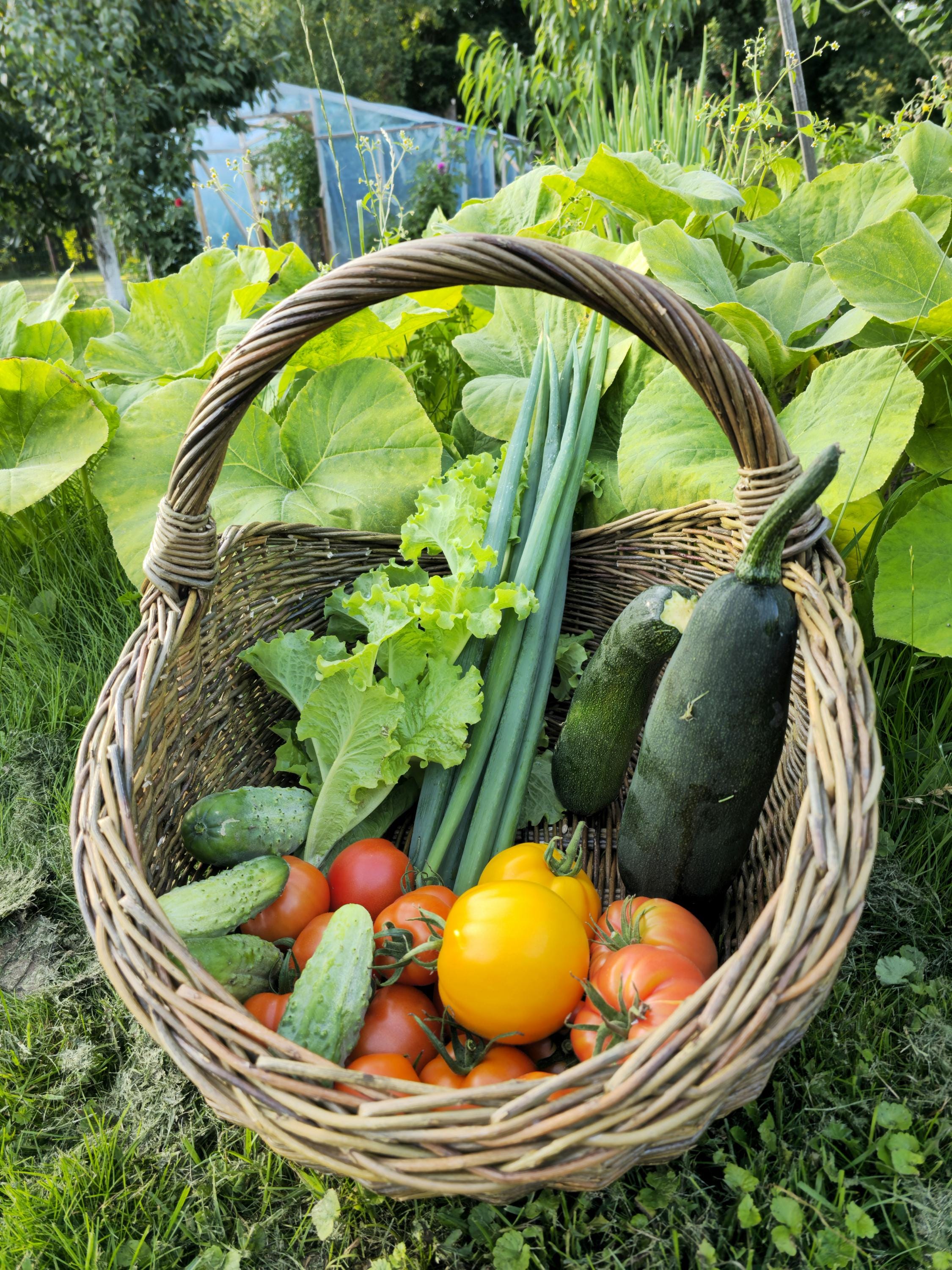 Handwoven Unpeeled Willow Basket: Rustic Gathering &amp; Harvest Basket